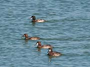 Picture/image of Greater Scaup