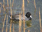 Picture/image of American Coot