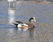 Picture/image of American Wigeon