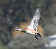 Picture/image of American Wigeon