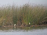 Zmudowski State Beach