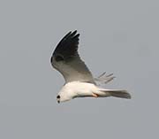 Picture/image of White-tailed Kite