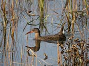 Picture/image of Ridgway's Rail