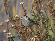 Picture/image of White-crowned Sparrow