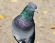 Picture/image of Rock Pigeon