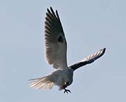 Picture/image of White-tailed Kite