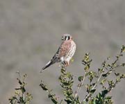 Picture/image of American Kestrel