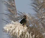 Picture/image of Golden-crowned Sparrow