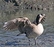 Picture/image of Canada Goose
