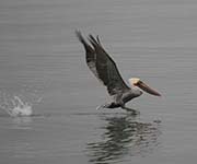 Picture/image of Brown Pelican