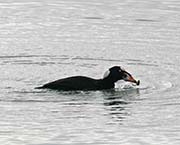 Picture/image of Surf Scoter