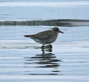 Picture/image of Black-bellied Plover