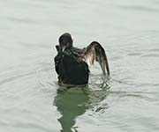 Picture/image of Oil Spill