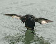 Picture/image of Oil Spill