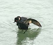 Picture/image of Oil Spill