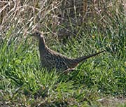 Picture/image of Ring-necked Pheasant