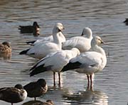 Picture/image of Snow Goose