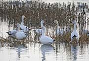 Picture/image of Snow Goose