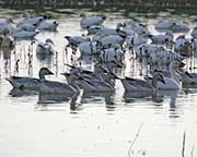 Picture/image of Snow Goose