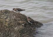 Picture/image of Black Turnstone