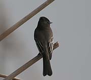 Picture/image of Black Phoebe