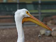 Picture/image of American White Pelican