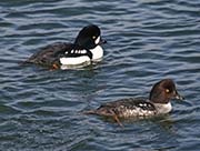 Picture/image of Barrow's Goldeneye