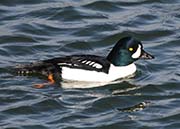 Picture/image of Barrow's Goldeneye