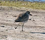 Picture/image of Black-bellied Plover