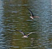Picture/image of Black-bellied Plover