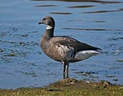 Picture/image of Brant Goose