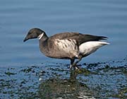 Picture/image of Brant Goose
