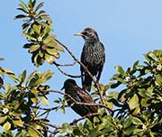 Picture/image of European Starling