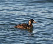 Picture/image of Surf Scoter