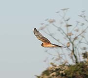 Picture/image of Northern Harrier