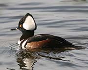 Picture/image of Hooded Merganser