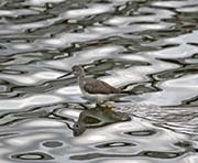 Picture/image of Greater Yellowlegs