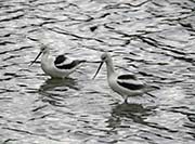 Picture/image of American Avocet