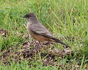 Picture/image of Say's Phoebe