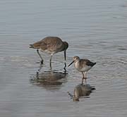 Picture/image of Lesser Yellowlegs