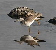 Picture/image of Lesser Yellowlegs