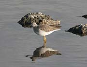 Picture/image of Lesser Yellowlegs