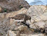 Picture/image of Black Turnstone