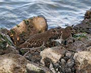 Picture/image of Black Turnstone