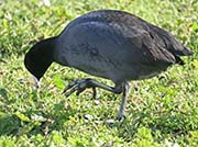 Picture/image of American Coot