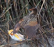 Picture/image of Ridgway's Rail