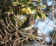 Picture/image of Black Phoebe