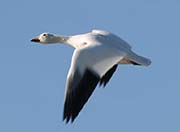 Picture/image of Snow Goose