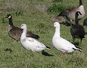 Picture/image of Ross's Goose