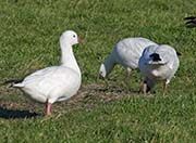 Picture/image of Ross's Goose